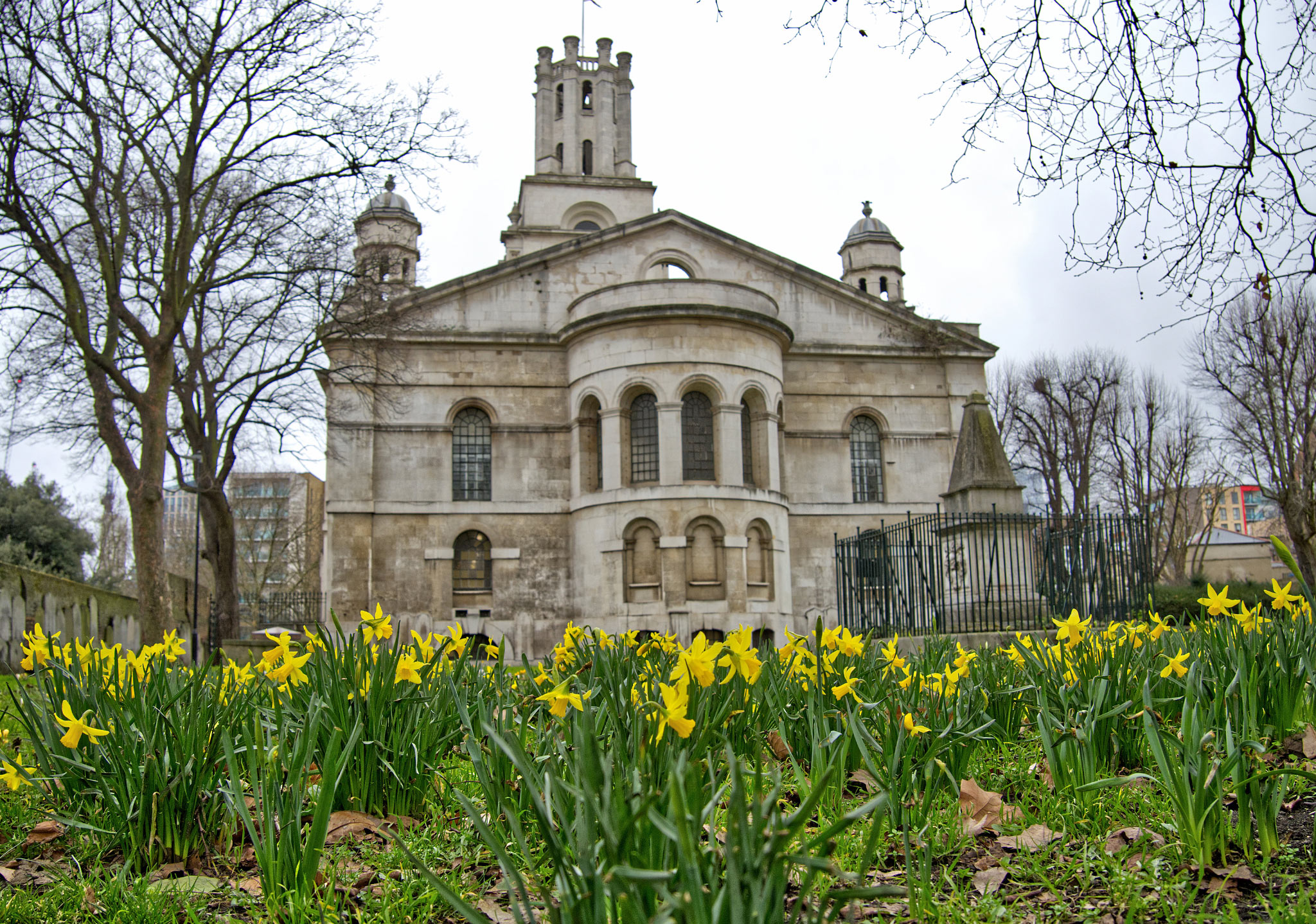 Daffodils in St George`s Gardens, adjacent to St George in the East Anglican Church, Shadwell, London